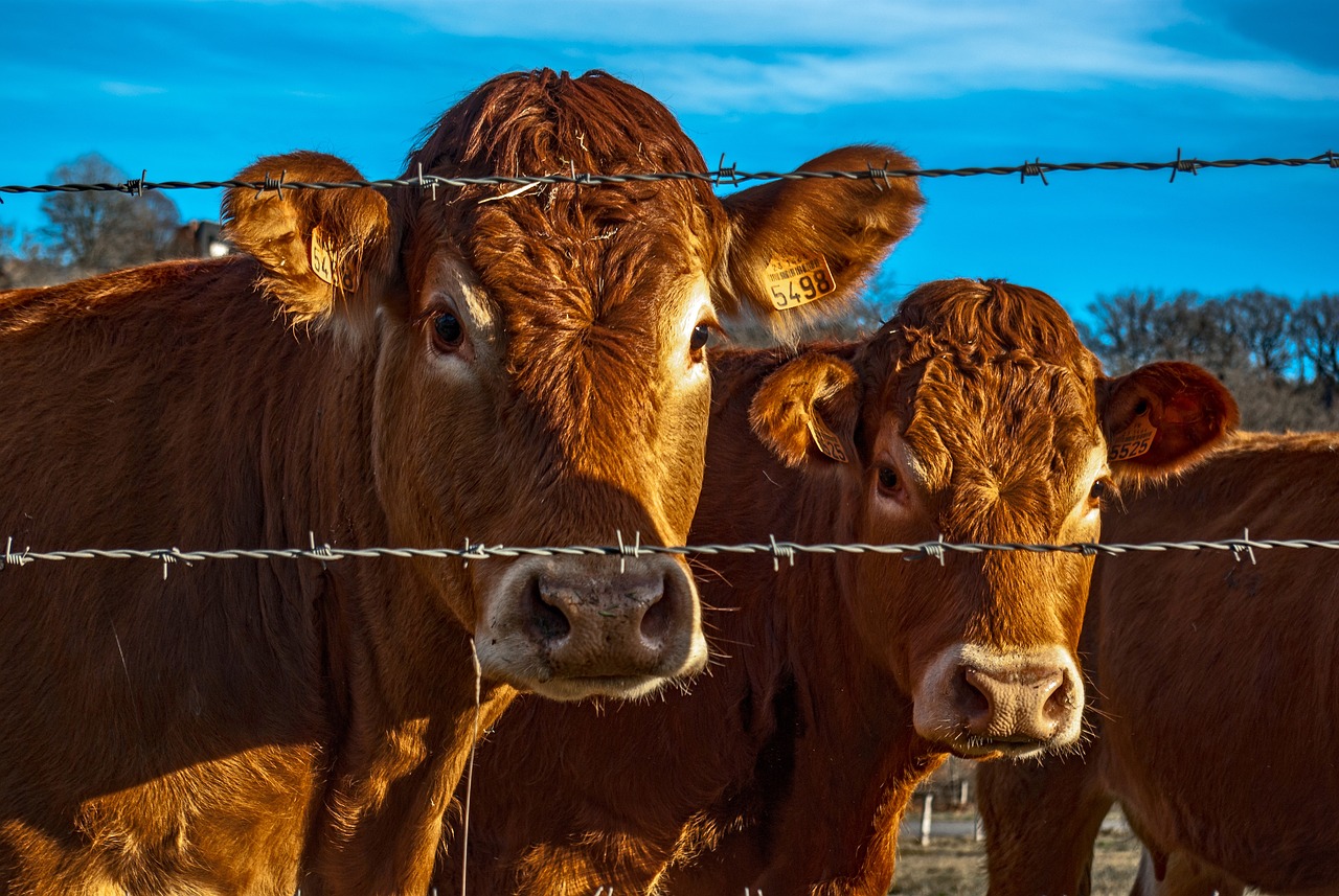 What is Vertical Farming and How Does it Contribute to Sustainability?